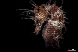 Hippocampus guttulatus, snooted strobe light by Raffaele Livornese 